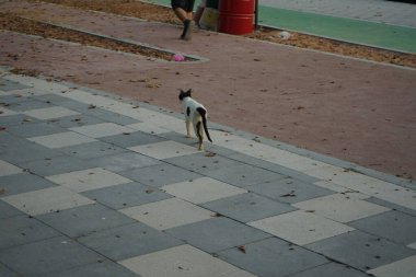 Khor Fakkan, Sharjah, BAE - 29 Nisan 2023: Nisan 'da Khor Fakkan kentindeki toprak setinde pürüzsüz saçlı siyah beyaz bir kedi yürüyor. Kedi, Felis catus, evcil kedi, ev kedisi, küçük evcil bir etobur memelidir..  
