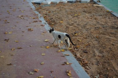 Nisan ayında Khor Fakkan kentindeki gezinti güvertesi boyunca pürüzsüz saçlı siyah beyaz bir kedi yürüyor. Kedi, Felis catus, evcil kedi, ev kedisi, küçük evcil bir etobur memelidir. Sharjah, BAE. 