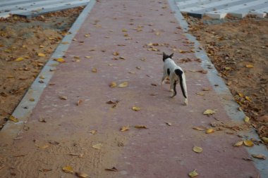 Nisan ayında Khor Fakkan kentindeki gezinti güvertesi boyunca pürüzsüz saçlı siyah beyaz bir kedi yürüyor. Kedi, Felis catus, evcil kedi, ev kedisi, küçük evcil bir etobur memelidir. Sharjah, BAE. 