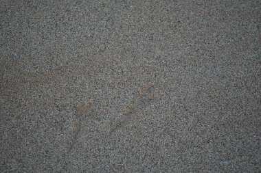 Nisan ayında Khor Fakkan 'da Umman Körfezi kıyısında hayvan izlerine sahip kum toprağı bulunur. Sharjah, BAE. 