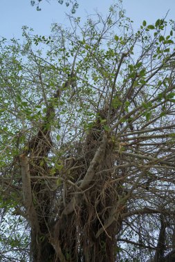 Ficus virens ağacı nisanda büyür. Ficus virens, Ficus cinsinin bir bitkisidir. Khor Fakkan, Sharjah, BAE.