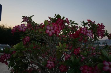 Adenyum obesum çalısı Nisan ayında pembe kırmızı çiçeklerle çiçek açar. Adenium obesum, Apocynoideae familyasından Nerieae kabilesine ait zehirli bir bitki türüdür. Khor Fakkan, Sharjah, BAE. 
