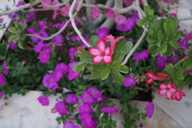 Adenyum obesum çalısı, Nisan ayında Petunia x atkinsiana 'nın mor çiçeklerinin arka planına karşı pembe kırmızı çiçeklerle çiçek açar. Adenyum obesum, Nerieae kabilesine ait zehirli bir bitki türüdür. Khor Fakkan, BAE.