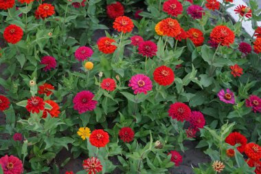 Zinnia zarif çiçekleri Nisan 'da bahçede açar. Zinnia, Asteraceae familyasından Heliantheae familyasına ait bir bitki cinsidir. Khor Fakkan, Sharjah, BAE. 