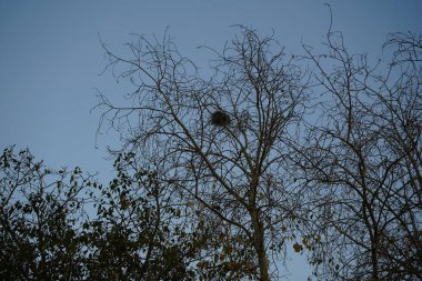 Bir Acridotheres tristis kuşu Nisan ayında bir ağaçta oturur. Hint Myna 'sı (