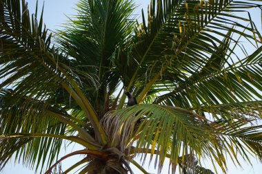 Bir Corvus kuşu görkemli bir şekilde Nisan ayında bir Cocos Nucifera palmiyesine oturur. Ev kargası, Corvus splendens, Kızılderili, gri boyunlu, Seylan veya Colombo karga, karga familyasından yaygın bir kuş türüdür. Khor Fakkan, Sharjah, BAE.