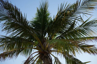 Bir Corvus kuşu görkemli bir şekilde Nisan ayında bir Cocos Nucifera palmiyesine oturur. Ev kargası, Corvus splendens, Kızılderili, gri boyunlu, Seylan veya Colombo karga, karga familyasından yaygın bir kuş türüdür. Khor Fakkan, Sharjah, BAE.