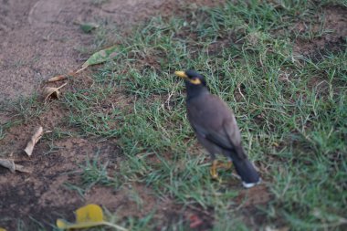 Nisan ayında bir Acridotheres tristis kuşu, Khor Fakkan 'daki toprak setinin yakınındaki çimlerde yürüyor. Hint Myna 'sı (