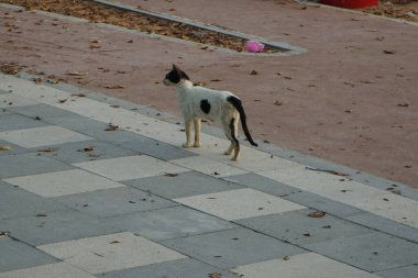 Nisan ayında Khor Fakkan kentindeki gezinti güvertesi boyunca pürüzsüz saçlı siyah beyaz bir kedi yürüyor. Kedi, Felis catus, evcil kedi, ev kedisi, küçük evcil bir etobur memelidir. Sharjah, BAE.                                