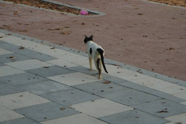  Nisan ayında Khor Fakkan kentindeki gezinti güvertesi boyunca pürüzsüz saçlı siyah beyaz bir kedi yürüyor. Kedi, Felis catus, evcil kedi, ev kedisi, küçük evcil bir etobur memelidir. Sharjah, BAE.                                