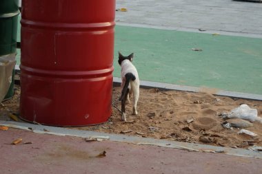  Nisan ayında Khor Fakkan kentindeki gezinti güvertesi boyunca pürüzsüz saçlı siyah beyaz bir kedi yürüyor. Kedi, Felis catus, evcil kedi, ev kedisi, küçük evcil bir etobur memelidir. Sharjah, BAE.                                