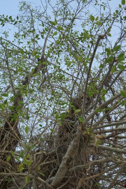 Ficus virens ağacı nisanda büyür. Ficus virens, Ficus cinsinin bir bitkisidir. Khor Fakkan, Sharjah, BAE.                                
