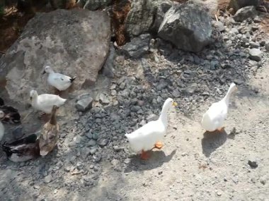 Ördekler Nisan ayında Al Rafisah Barajı dinlenme alanındaki Hawd al Bid 'ah rezervuarında yaşarlar. Ördek, Anatidae familyasındaki birçok su kuşunun yaygın adıdır. Wadi Wshee, Sharjah, BAE. 