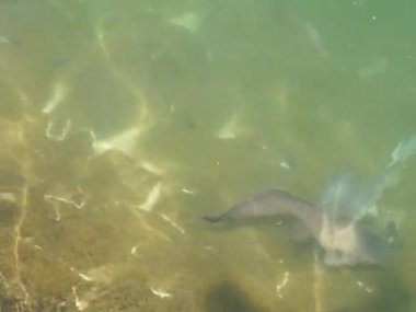 Nisan ayında Hawd al 'Bid' ah rezervuarının tatlı suyunda diğer balıklarla çevrili bir yayın balığı yüzer. Clarias, Clariiidae familyasından bir kedi balığı cinsidir. Wadi Wshee, Sharjah, BAE.