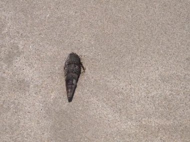 Terebralia Palustris 'in kabuğunda yaşayan yengeç Clibanarius imznatus Nisan ayında Khor Fakkan Sahili' ndeki Umman Körfezi sularında yakalandı. Clibanarius yengeç cinsidir. Khor Fakkan, Sharjah, BAE.    