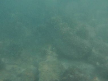 Umman Körfezi 'nin kayalık kumlu toprağı, deniz bitkileri ve hayvanları ile pitoresk tabanı Nisan ayında Khor Fakkan Sahili' nin kayalıklarının yakınında görülebilir. Khor Fakkan, Sharjah, BAE. 