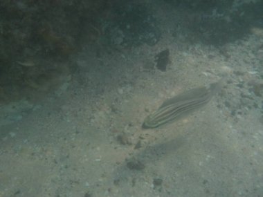 Scolopsis ghanam ve Parupeneus margaritatus balıkları Nisan ayında Umman Körfezi 'nde yüzerler. Arap Spinecheck, Nemipteridae familyasından bir balık türü. Khor Fakkan, Sharjah, BAE. 
