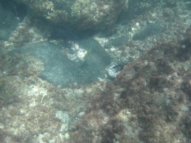 Nisan ayında Umman Körfezi kıyısında Khor Fakkan, Sharjah, BAE 'deki kayalık bir kıyıda balıklar yüzer.. 