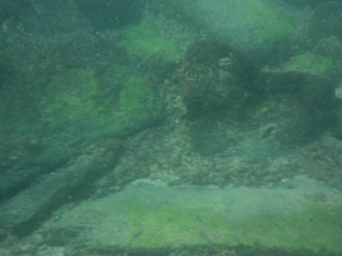 Umman Körfezi 'nin kayalık kumlu toprağı, deniz bitkileri ve hayvanları ile pitoresk tabanı Nisan ayında Khor Fakkan Sahili' nin kayalıklarının yakınında görülebilir. Khor Fakkan, Sharjah, BAE. 