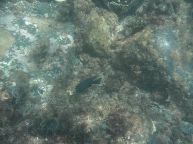 Neoglyphidodon melas balığı Nisan ayında Umman Körfezi 'nde yüzer. Neoglyphidodon melas, papyon papyonlu genç kız, mavi yüzgeçli ya da asil genç kız olarak da bilinen papaz balığı türüdür. Khor Fakkan, Sharjah, BAE