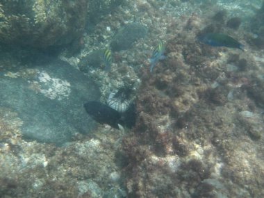 Nisan ayında Thalassoma lunare, Abudefduf vaigiensis ve Neoglyphidodon melas balıkları Umman Körfezi 'nde yüzerler. Thalassoma lunare (İngilizce: 