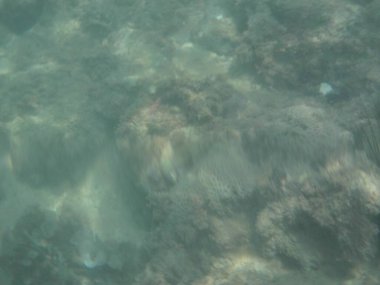 Umman Körfezi 'nin gizemli sualtı dünyasının teması üzerine soyutlama. Khor Fakkan, Sharjah, Birleşik Arap Emirlikleri.