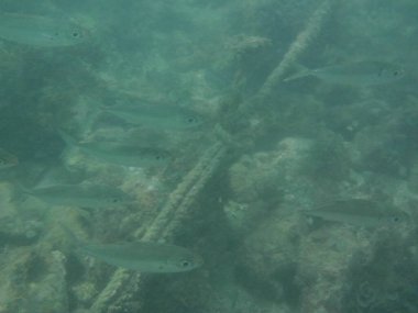 Selar crumenophthalmus balığı nisan ayında Umman Körfezi 'nde yüzer. Büyük göz pisliği, Selar crumenophthalmus, dünyanın dört bir yanındaki tropikal bölgelerde bulunan bir okyanus balığı türüdür. Khor Fakkan, Sharjah, BAE. 