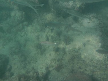 Selar crumenophthalmus balığı nisan ayında Umman Körfezi 'nde yüzer. Büyük göz pisliği, Selar crumenophthalmus, dünyanın dört bir yanındaki tropikal bölgelerde bulunan bir okyanus balığı türüdür. Khor Fakkan, Sharjah, BAE. 