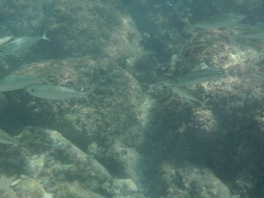 Selar crumenophthalmus balığı nisan ayında Umman Körfezi 'nde yüzer. Büyük göz pisliği, Selar crumenophthalmus, dünyanın dört bir yanındaki tropikal bölgelerde bulunan bir okyanus balığı türüdür. Khor Fakkan, Sharjah, BAE. 