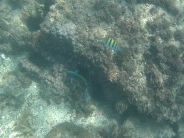 Abudefduf vaigiensis ve Thalassoma lunare balıkları Nisan ayında Umman Körfezi 'nde yüzerler. Hint-Pasifik çavuşu Abudefduf vaigiensis, Pomacentridae familyasından bir papatya balığı türüdür. Khor Fakkan, Sharjah, BAE.