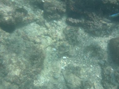 Selar crumenophthalmus ve Neoglyphidodon melas balıkları Nisan ayında Umman Körfezi 'nde yüzerler. Neoglyphidodon melas, papyon papyonlu genç kız, mavi yüzgeçli ya da asil bir genç kız türüdür. Khor Fakkan, Sharjah, BAE.