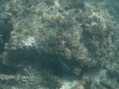 Hologymnosus annulatus balığı nisan ayında Umman Körfezi 'nde yüzer. Hologymnosus annulatus, Labridae familyasından bir balık türüdür. Khor Fakkan, Sharjah, BAE. 