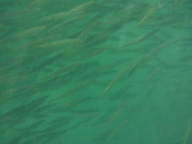 Nisanda Umman Körfezi 'nde Sphyraena flavicauda balığı yüzer. Sarı kuyruklu barakuda, Sphyraena flavicauda, Sphyraenidae familyasından küçük bir barakuda türüdür. Khor Fakkan, Sharjah, BAE.  