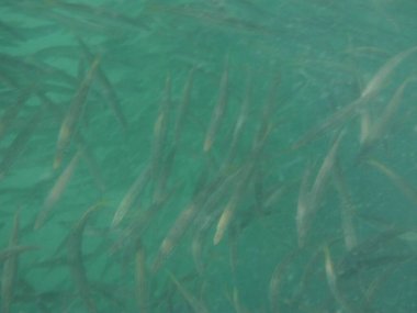 Nisanda Umman Körfezi 'nde Sphyraena flavicauda balığı yüzer. Sarı kuyruklu barakuda, Sphyraena flavicauda, Sphyraenidae familyasından küçük bir barakuda türüdür. Khor Fakkan, Sharjah, BAE.  