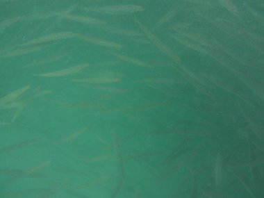 Nisanda Umman Körfezi 'nde Sphyraena flavicauda balığı yüzer. Sarı kuyruklu barakuda, Sphyraena flavicauda, Sphyraenidae familyasından küçük bir barakuda türüdür. Khor Fakkan, Sharjah, BAE.  