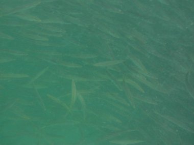 Nisanda Umman Körfezi 'nde Sphyraena flavicauda balığı yüzer. Sarı kuyruklu barakuda, Sphyraena flavicauda, Sphyraenidae familyasından küçük bir barakuda türüdür. Khor Fakkan, Sharjah, BAE.  