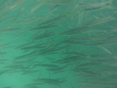 Nisanda Umman Körfezi 'nde Sphyraena flavicauda balığı yüzer. Sarı kuyruklu barakuda, Sphyraena flavicauda, Sphyraenidae familyasından küçük bir barakuda türüdür. Khor Fakkan, Sharjah, BAE.  