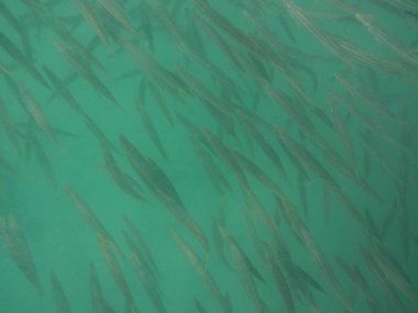 Nisanda Umman Körfezi 'nde Sphyraena flavicauda balığı yüzer. Sarı kuyruklu barakuda, Sphyraena flavicauda, Sphyraenidae familyasından küçük bir barakuda türüdür. Khor Fakkan, Sharjah, BAE.  