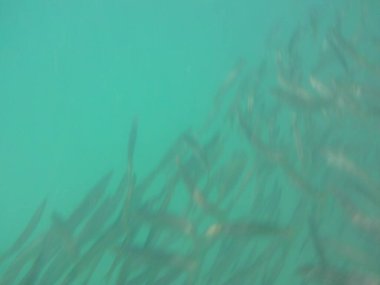 Nisanda Umman Körfezi 'nde Sphyraena flavicauda balığı yüzer. Sarı kuyruklu barakuda, Sphyraena flavicauda, Sphyraenidae familyasından küçük bir barakuda türüdür. Khor Fakkan, Sharjah, BAE.  