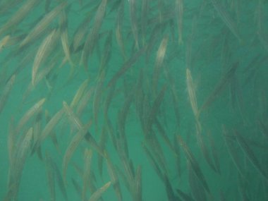 Nisanda Umman Körfezi 'nde Sphyraena flavicauda balığı yüzer. Sarı kuyruklu barakuda, Sphyraena flavicauda, Sphyraenidae familyasından küçük bir barakuda türüdür. Khor Fakkan, Sharjah, BAE.  