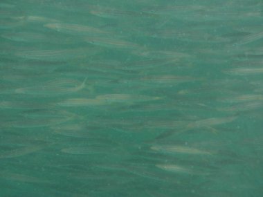 Nisanda Umman Körfezi 'nde Sphyraena flavicauda balığı yüzer. Sarı kuyruklu barakuda, Sphyraena flavicauda, Sphyraenidae familyasından küçük bir barakuda türüdür. Khor Fakkan, Sharjah, BAE.  