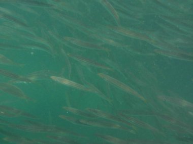 Nisanda Umman Körfezi 'nde Sphyraena flavicauda balığı yüzer. Sarı kuyruklu barakuda, Sphyraena flavicauda, Sphyraenidae familyasından küçük bir barakuda türüdür. Khor Fakkan, Sharjah, BAE.  