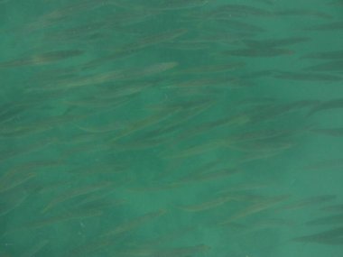 Nisanda Umman Körfezi 'nde Sphyraena flavicauda balığı yüzer. Sarı kuyruklu barakuda, Sphyraena flavicauda, Sphyraenidae familyasından küçük bir barakuda türüdür. Khor Fakkan, Sharjah, BAE.  