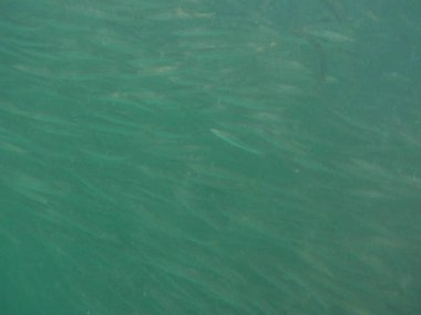 Nisanda Umman Körfezi 'nde Sphyraena flavicauda balığı yüzer. Sarı kuyruklu barakuda, Sphyraena flavicauda, Sphyraenidae familyasından küçük bir barakuda türüdür. Khor Fakkan, Sharjah, BAE.  