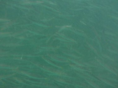 Nisanda Umman Körfezi 'nde Sphyraena flavicauda balığı yüzer. Sarı kuyruklu barakuda, Sphyraena flavicauda, Sphyraenidae familyasından küçük bir barakuda türüdür. Khor Fakkan, Sharjah, BAE.  