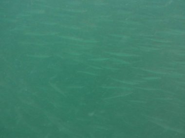 Nisanda Umman Körfezi 'nde Sphyraena flavicauda balığı yüzer. Sarı kuyruklu barakuda, Sphyraena flavicauda, Sphyraenidae familyasından küçük bir barakuda türüdür. Khor Fakkan, Sharjah, BAE.  