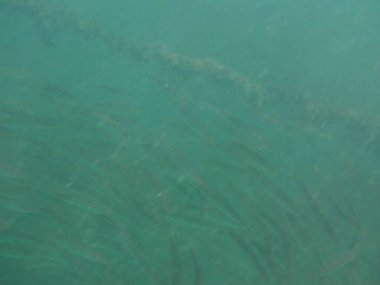 Nisanda Umman Körfezi 'nde Sphyraena flavicauda balığı yüzer. Sarı kuyruklu barakuda, Sphyraena flavicauda, Sphyraenidae familyasından küçük bir barakuda türüdür. Khor Fakkan, Sharjah, BAE.  