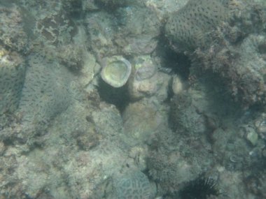 Deniz kestaneleri, Diadema setosum, Nisan ayında Khor Fakkan Sahili 'ndeki kayalıkların yanındaki Umman Körfezi' nin dibinde yaşıyor. Diadema setosum, Diadematidae familyasından bir deniz kestanesidir. Khor Fakkan, Sharjah, BAE. 