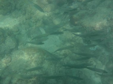 Selar crumenophthalmus balığı nisan ayında Umman Körfezi 'nde yüzer. Büyük göz pisliği, Selar crumenophthalmus, dünyanın dört bir yanındaki tropikal bölgelerde bulunan bir okyanus balığı türüdür. Khor Fakkan, Sharjah, BAE.