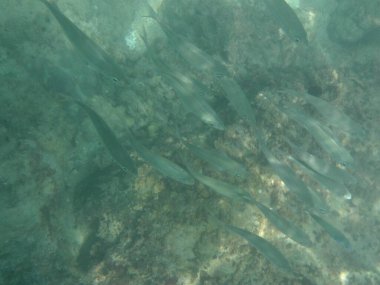 Selar crumenophthalmus balığı nisan ayında Umman Körfezi 'nde yüzer. Büyük göz pisliği, Selar crumenophthalmus, dünyanın dört bir yanındaki tropikal bölgelerde bulunan bir okyanus balığı türüdür. Khor Fakkan, Sharjah, BAE.